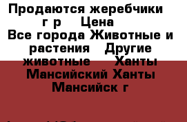 Продаются жеребчики 14,15 16 г.р  › Цена ­ 177 000 - Все города Животные и растения » Другие животные   . Ханты-Мансийский,Ханты-Мансийск г.